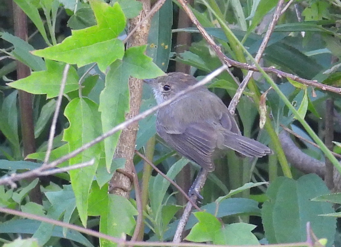 Тиранчик-рудь білочеревий - ML645771069