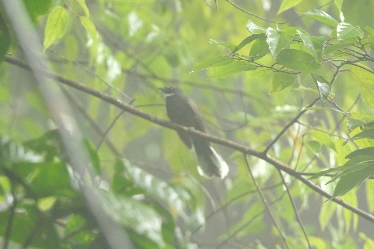 Віялохвістка білогорла - ML645771070