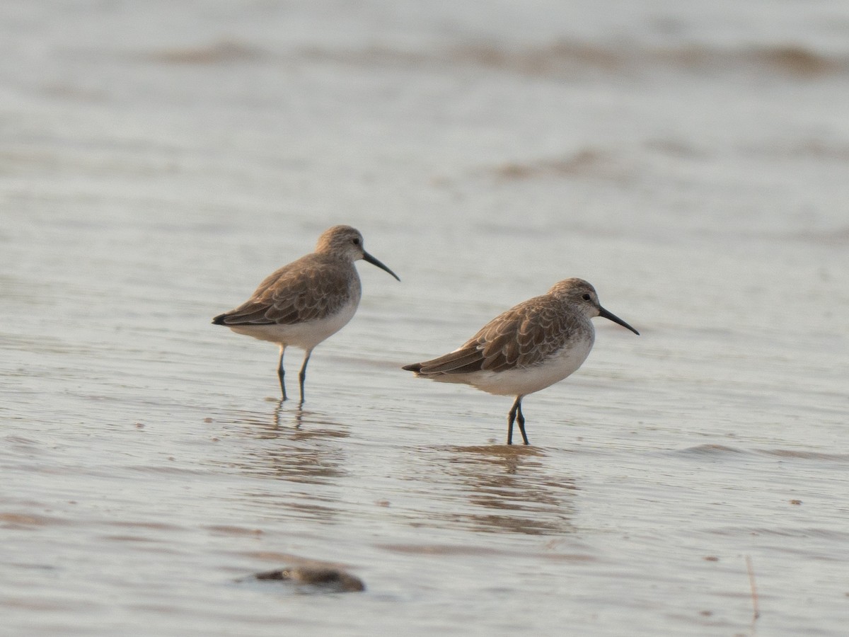 Побережник червоногрудий - ML645771073