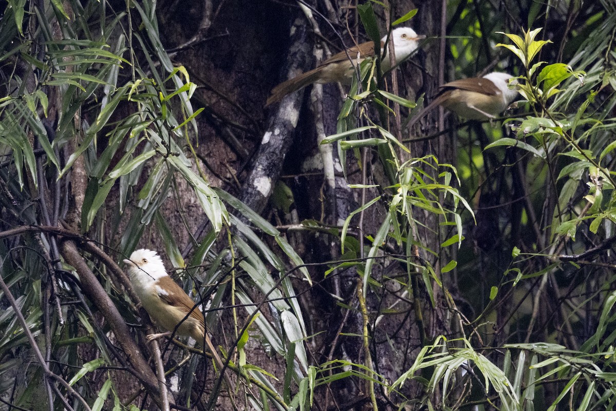 Куруві білоголовий - ML645771074
