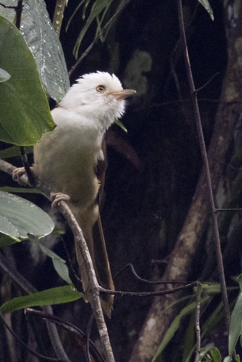 Куруві білоголовий - ML645771075