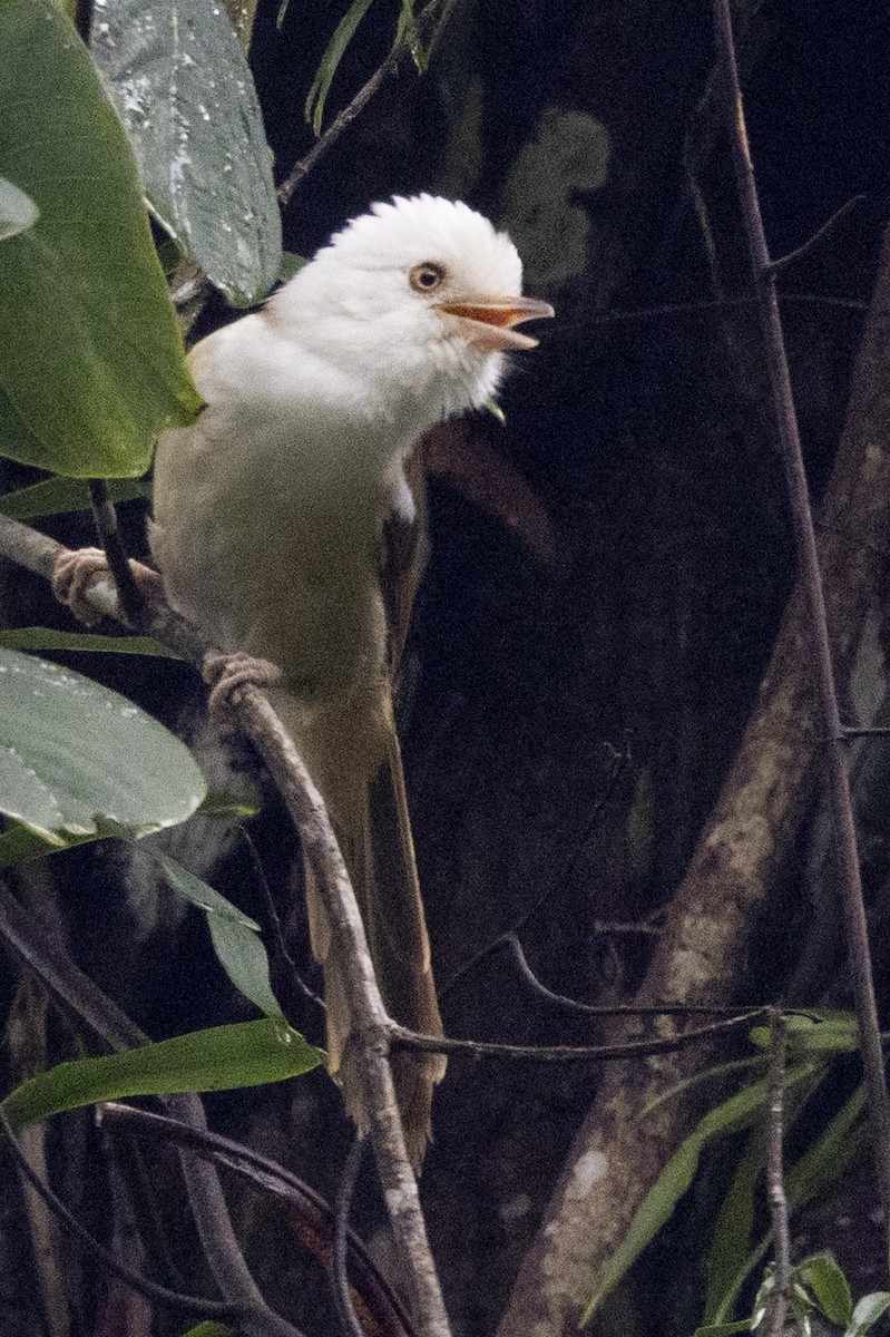 Куруві білоголовий - ML645771077
