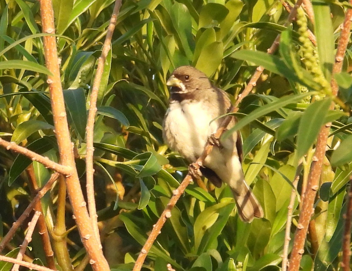 Зерноїд мальований - ML645771079
