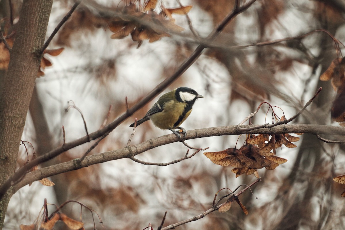Синиця велика - ML645771080