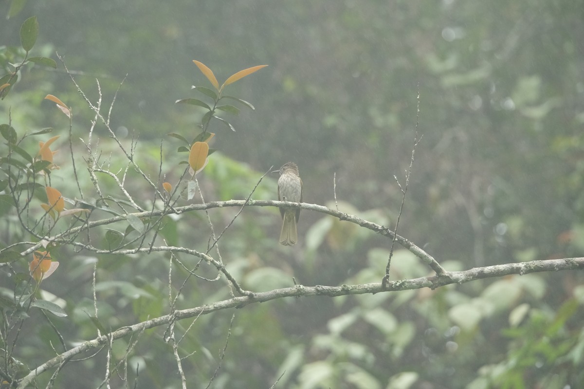 Оливник гірський - ML645771081