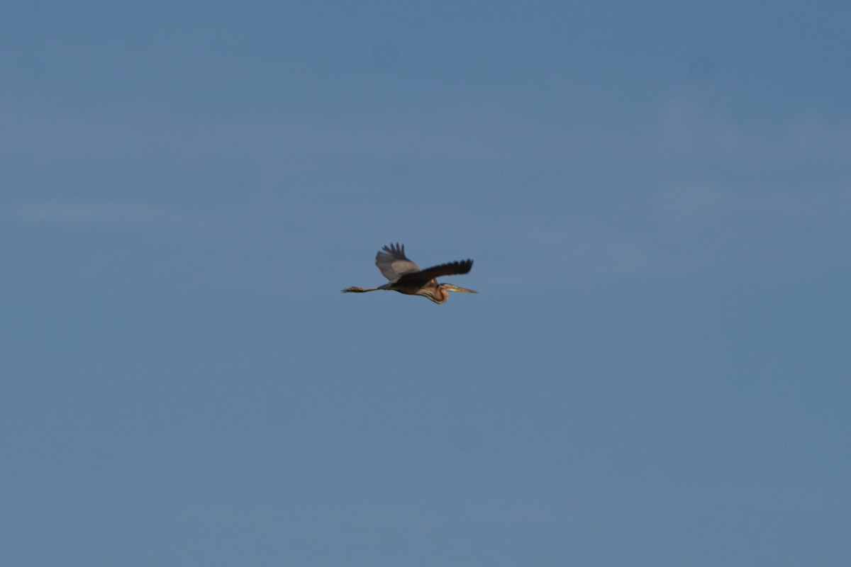 Чапля руда - ML645771082