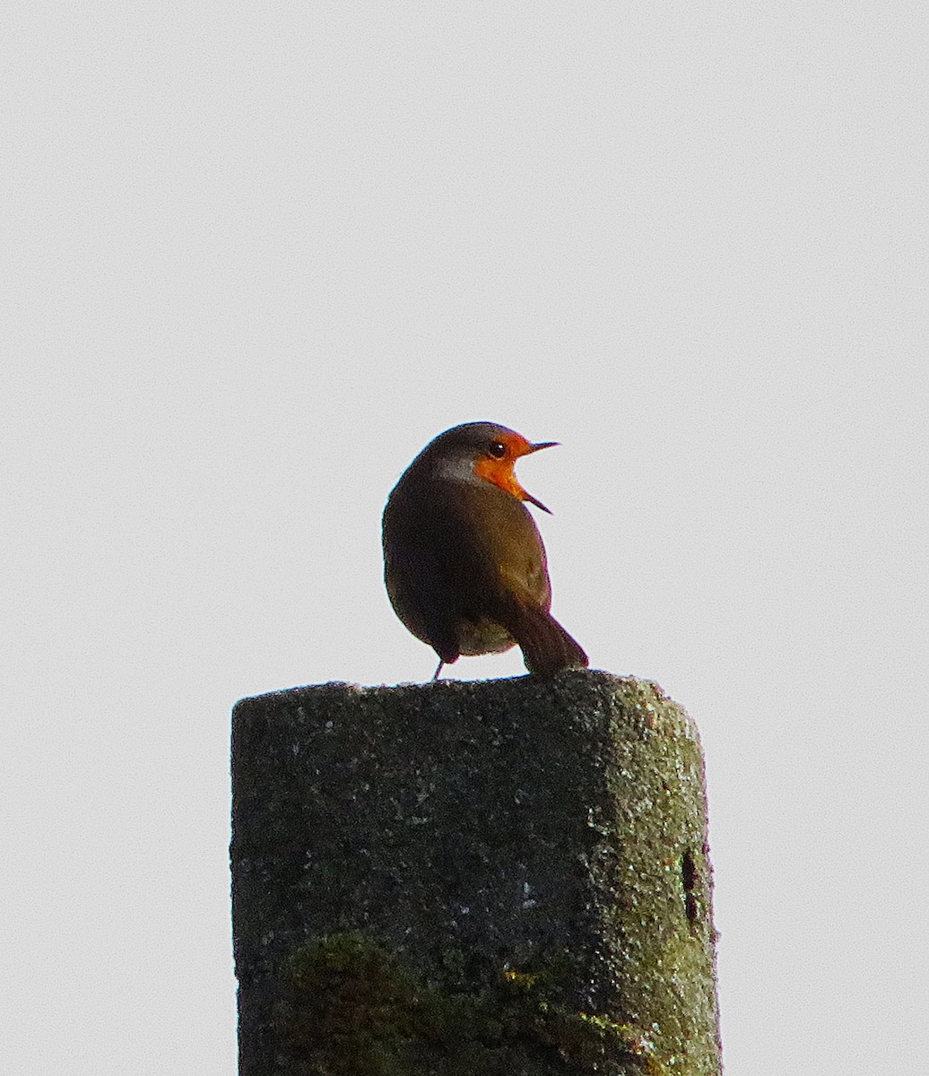 Вільшанка - ML645771085