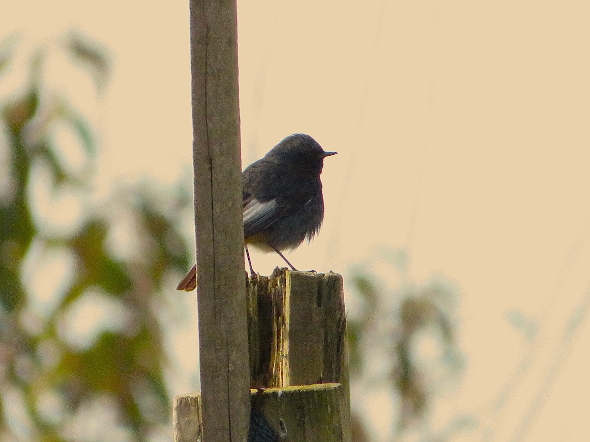 Горихвістка чорна - ML645771087