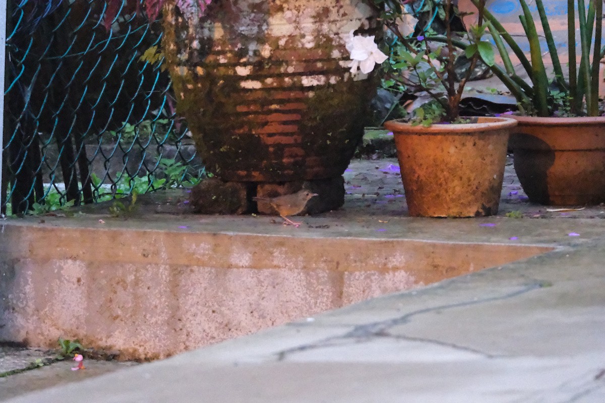 Buff-breasted Babbler - ML645771088