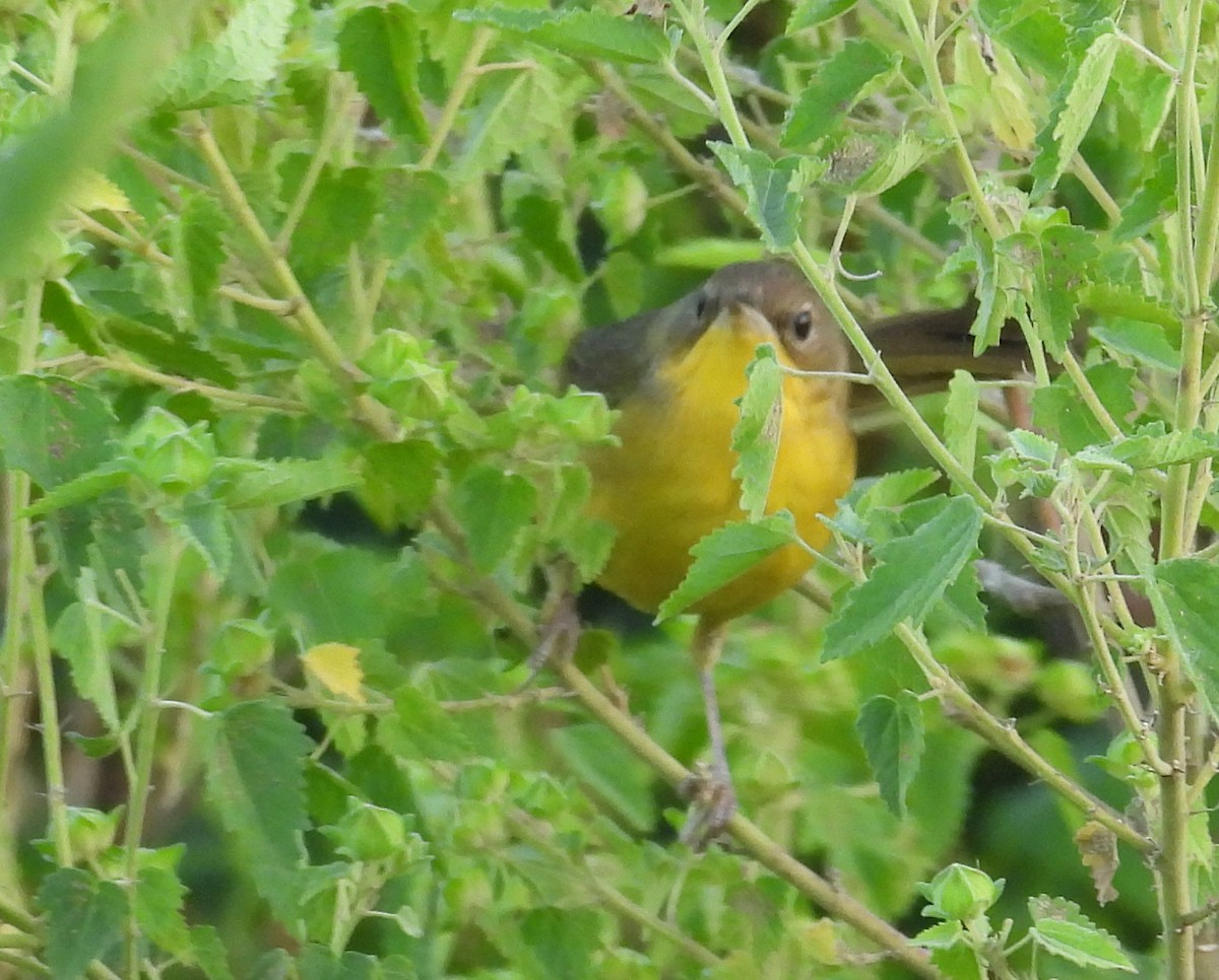 Southern Yellowthroat - ML645771093