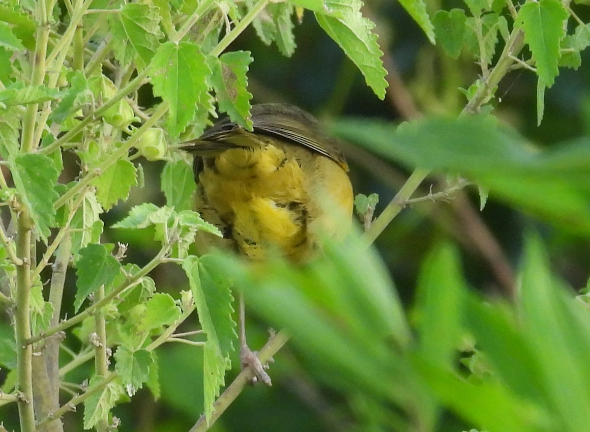 Southern Yellowthroat - ML645771094