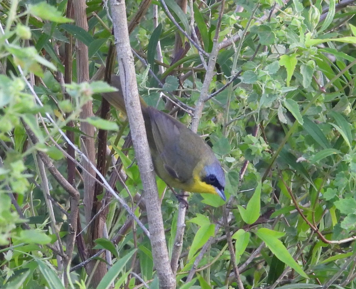 Southern Yellowthroat - ML645771095