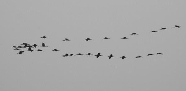 彩䴉 - ML645771096