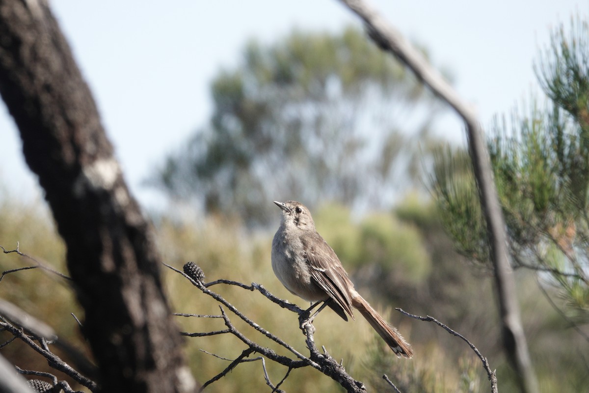 Southern Scrub-Robin - ML645771097