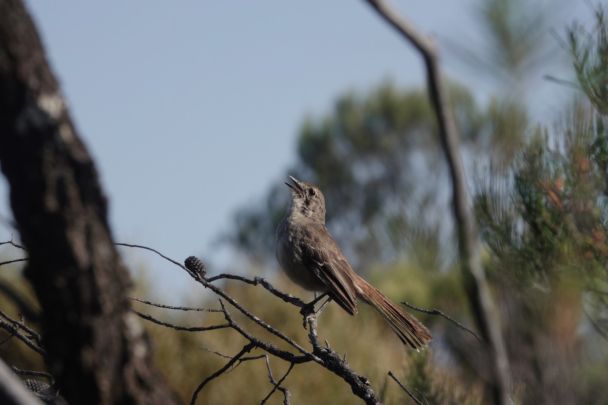 Southern Scrub-Robin - ML645771098