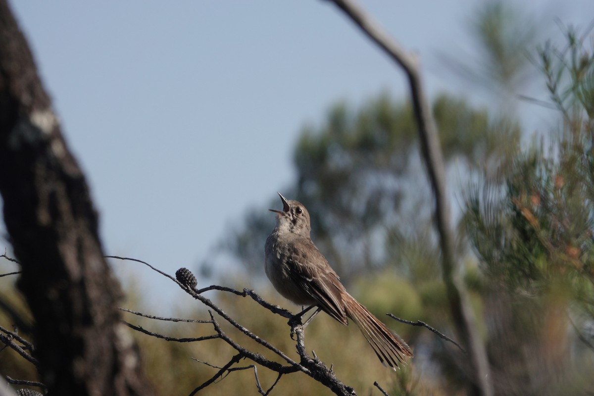 Southern Scrub-Robin - ML645771099