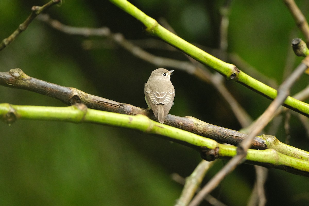 Asian Brown Flycatcher - ML645771104