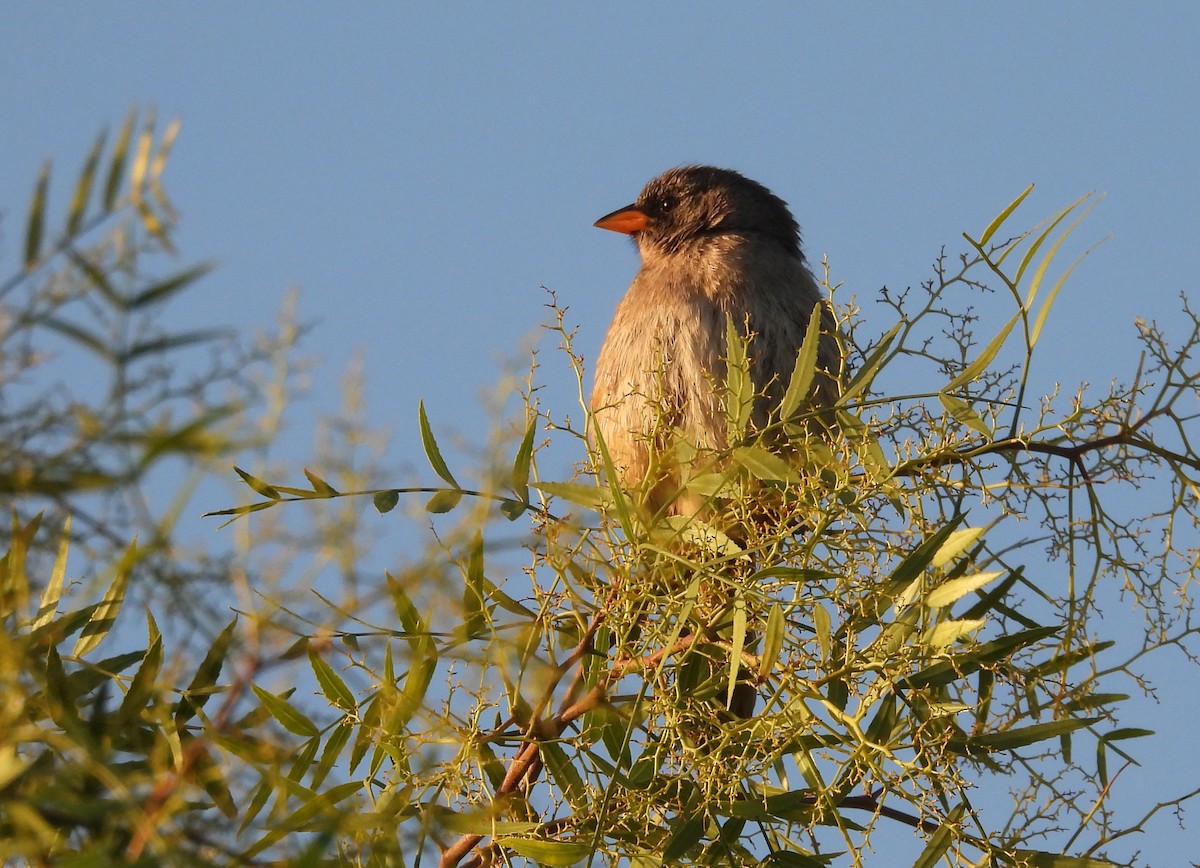 Great Pampa-Finch - ML645771110