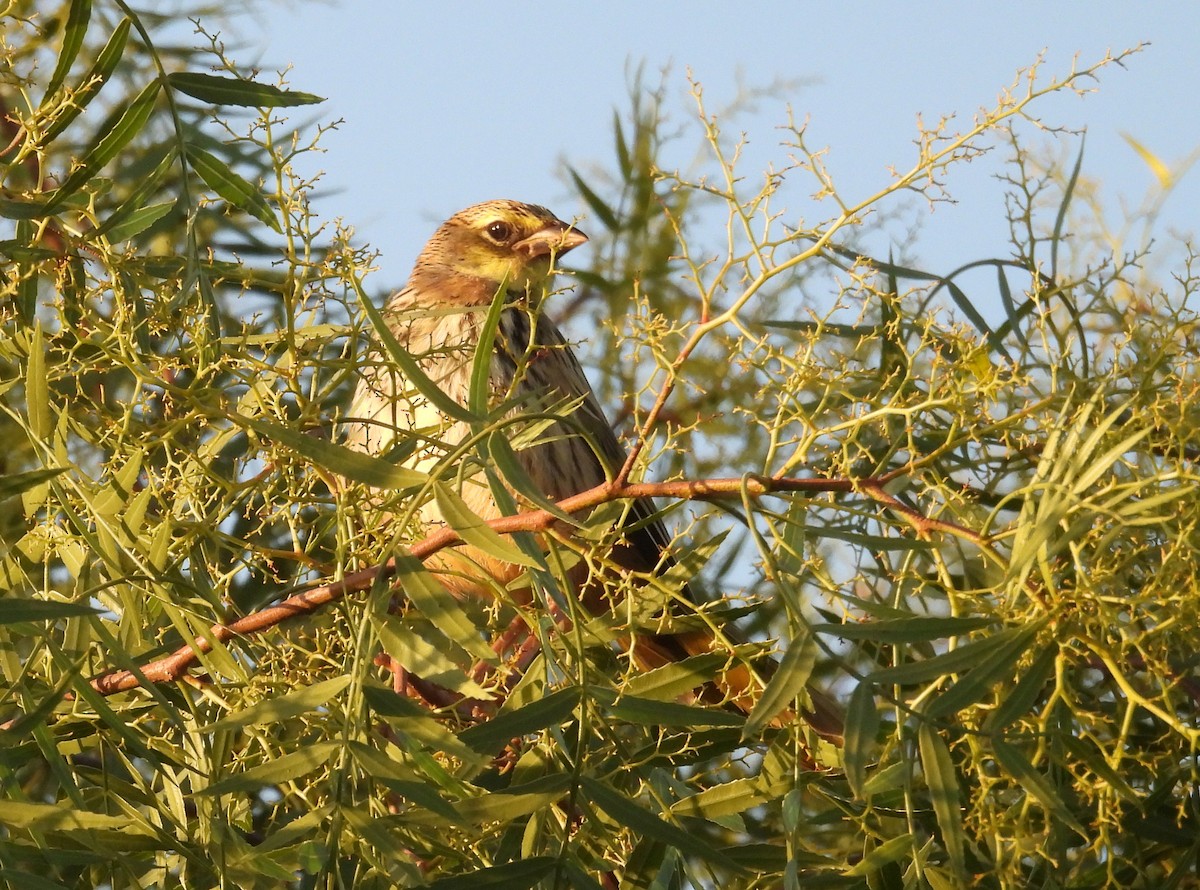 Great Pampa-Finch - ML645771111