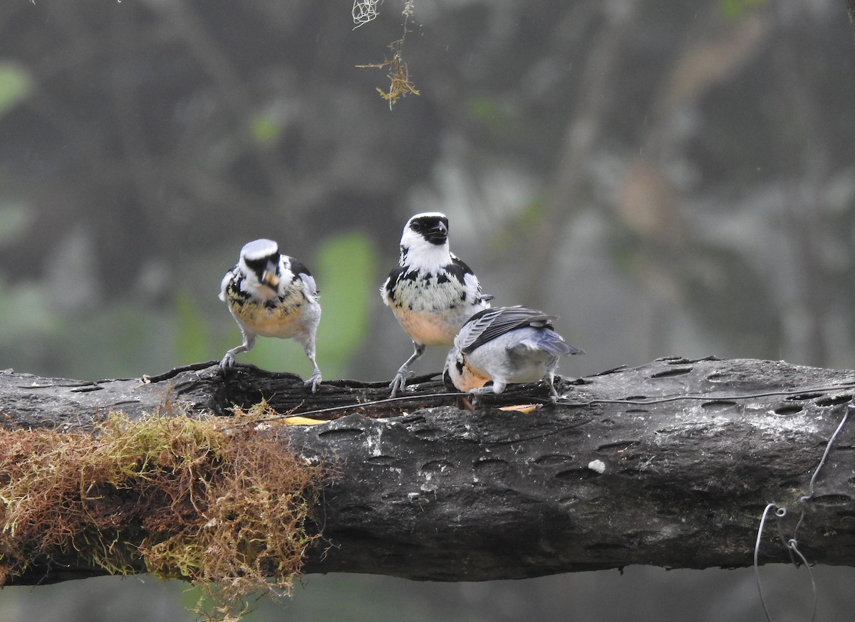 Gray-and-gold Tanager - ML645771114
