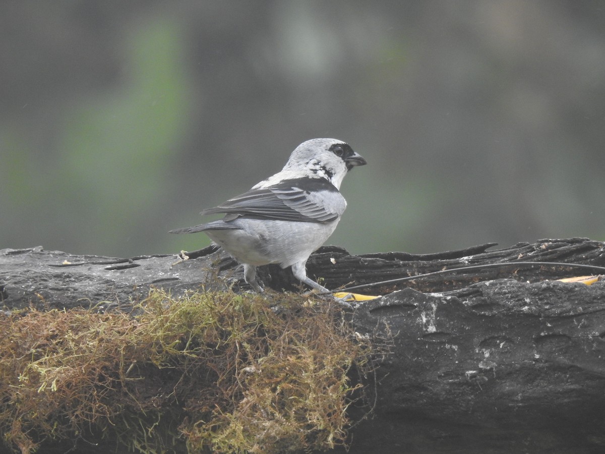 Gray-and-gold Tanager - ML645771117