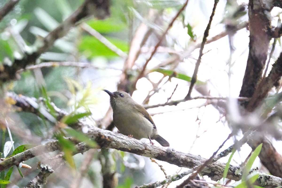Black-throated Sunbird - ML645771128
