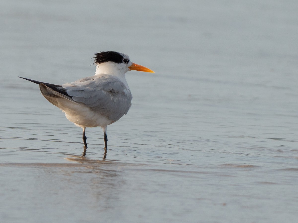 Lesser Crested Tern - ML645771129