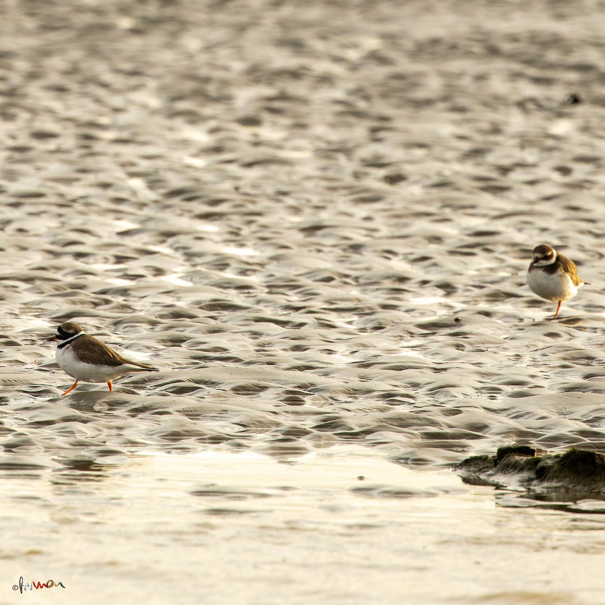Common Ringed Plover - ML645771133