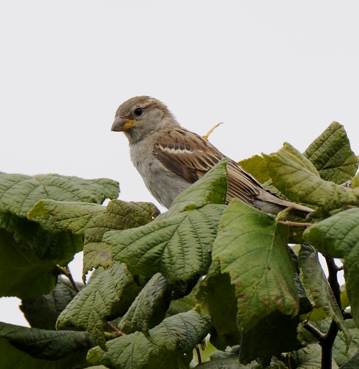 House Sparrow - ML645771134