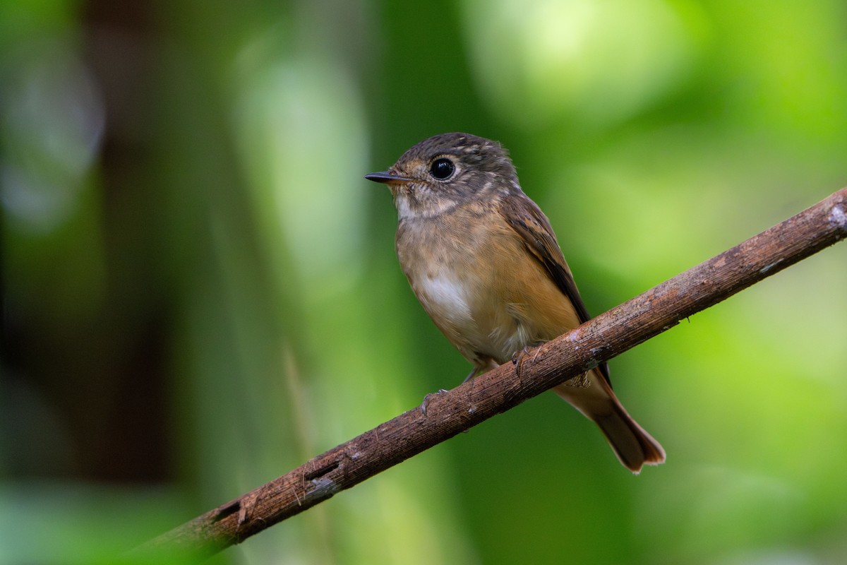 Ferruginous Flycatcher - ML645771135