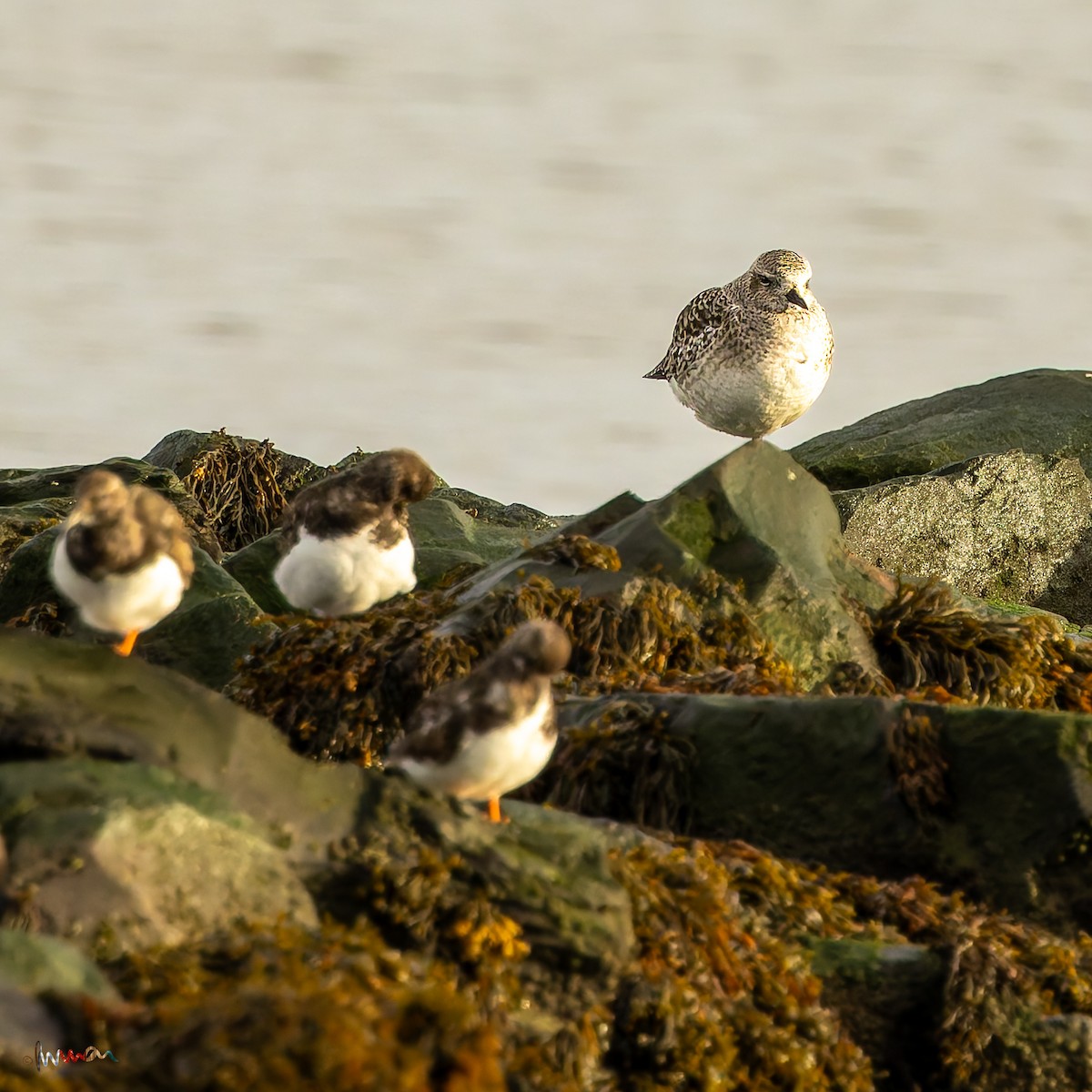 Black-bellied Plover - ML645771136