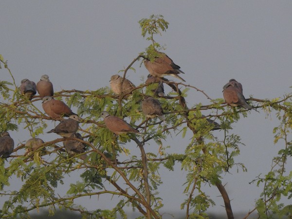 Red Collared-Dove - ML645771137