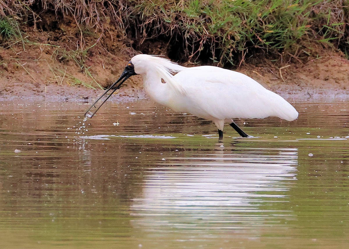 Royal Spoonbill - ML645771138