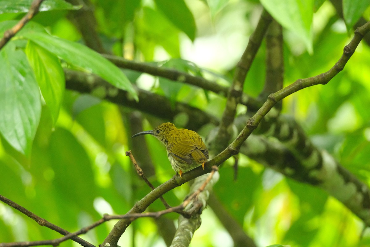 Streaked Spiderhunter - ML645771139