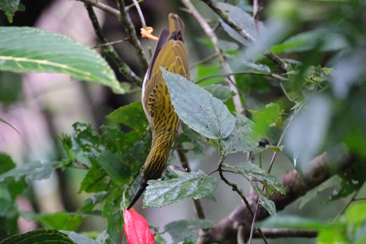 Streaked Spiderhunter - ML645771140