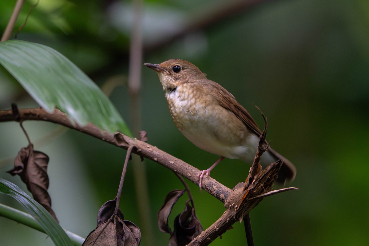 Siberian Blue Robin - ML645771141