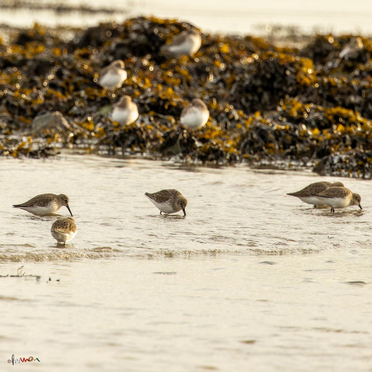 Dunlin - ML645771142