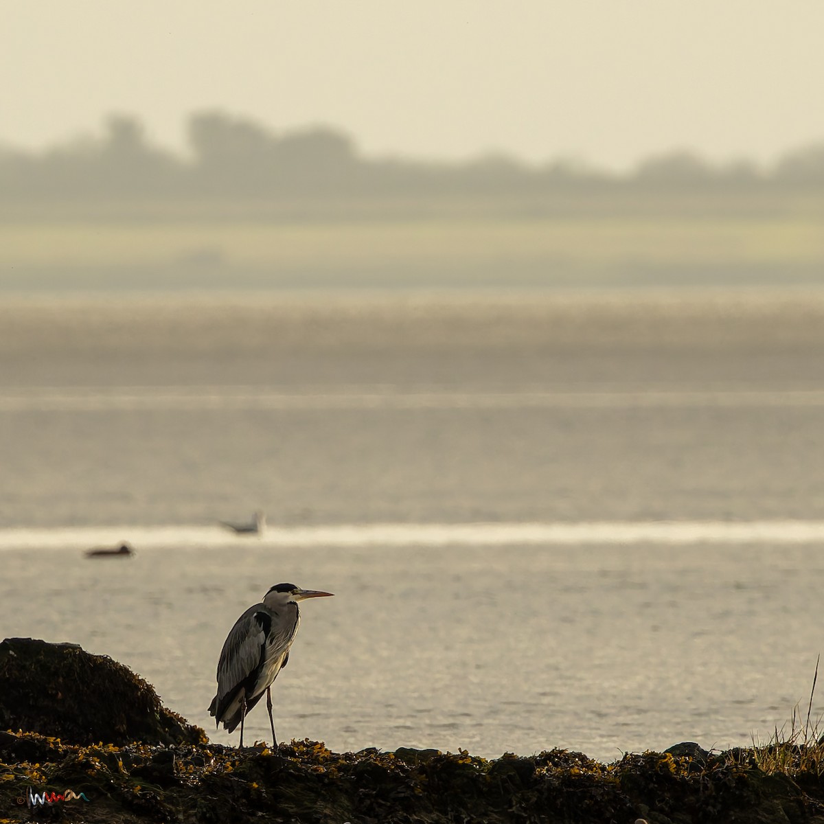 Gray Heron (Gray) - ML645771144