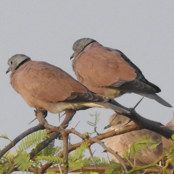 Red Collared-Dove - ML645771145