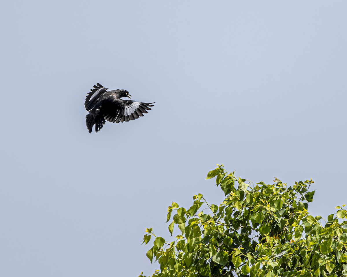 Crested Myna - ML645771147