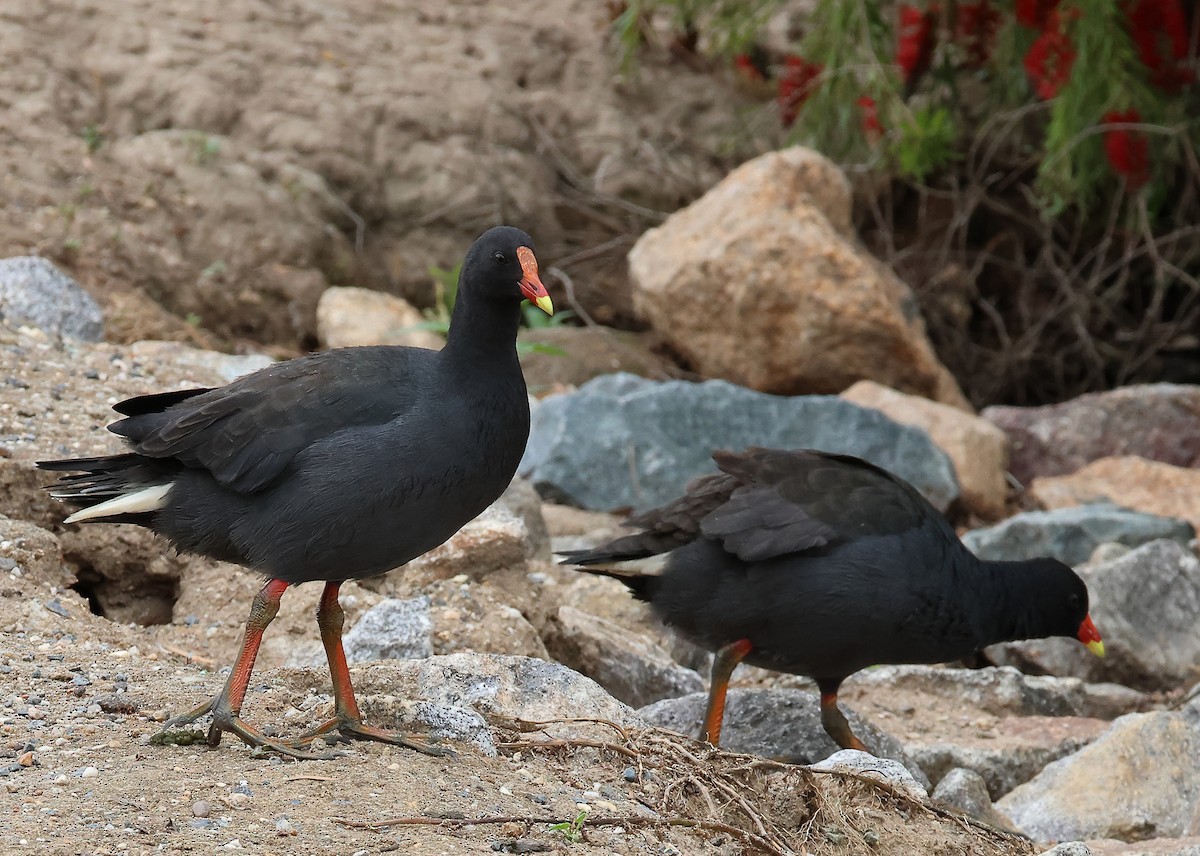 Dusky Moorhen - ML645771148