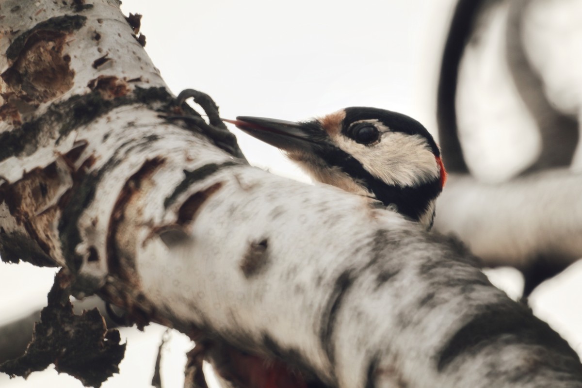 Great Spotted Woodpecker - ML645771149