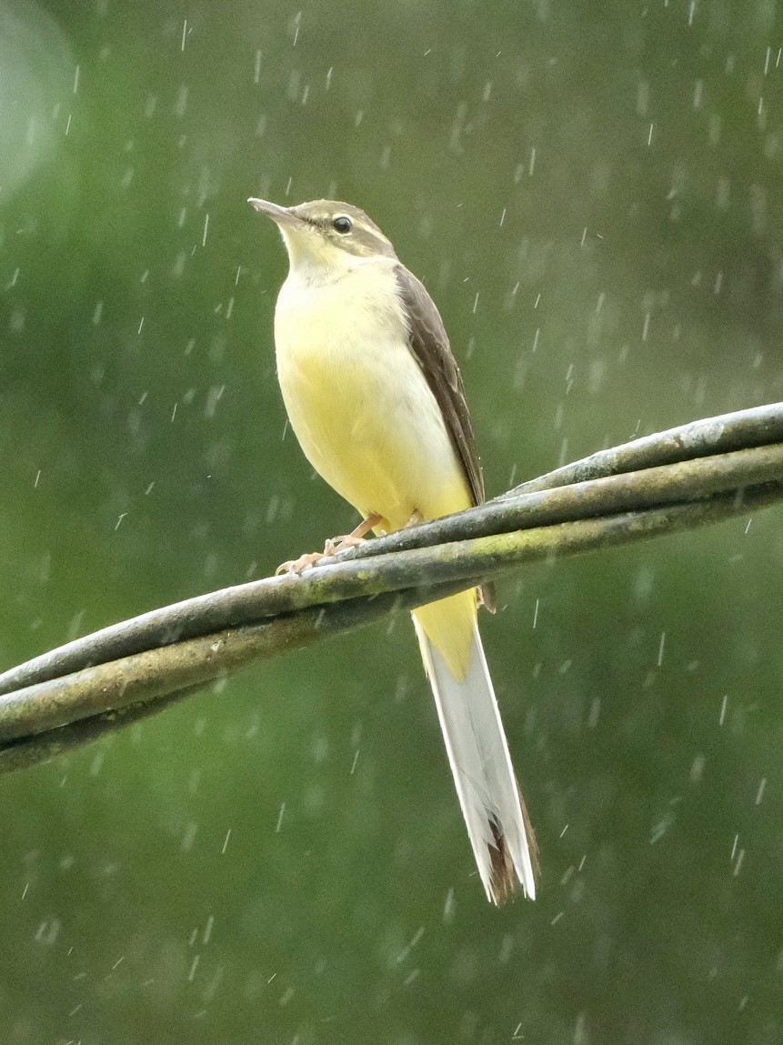 Gray Wagtail - ML645771150