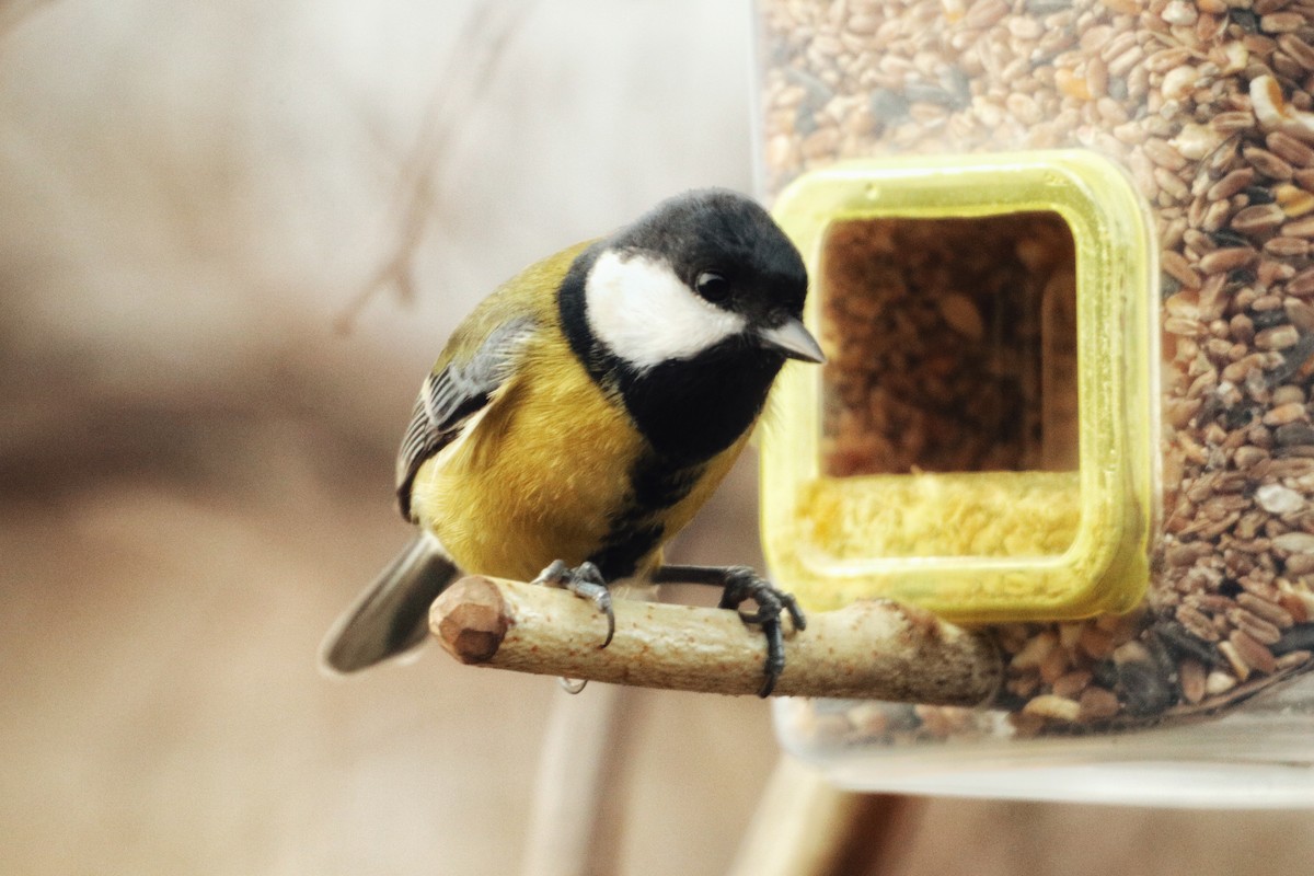 Great Tit - ML645771151