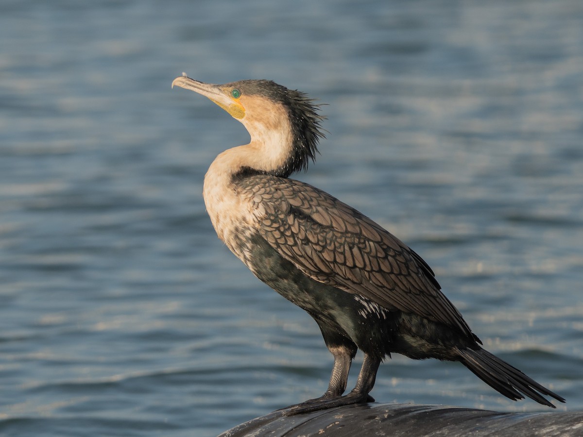 Great Cormorant (White-breasted) - ML645771152