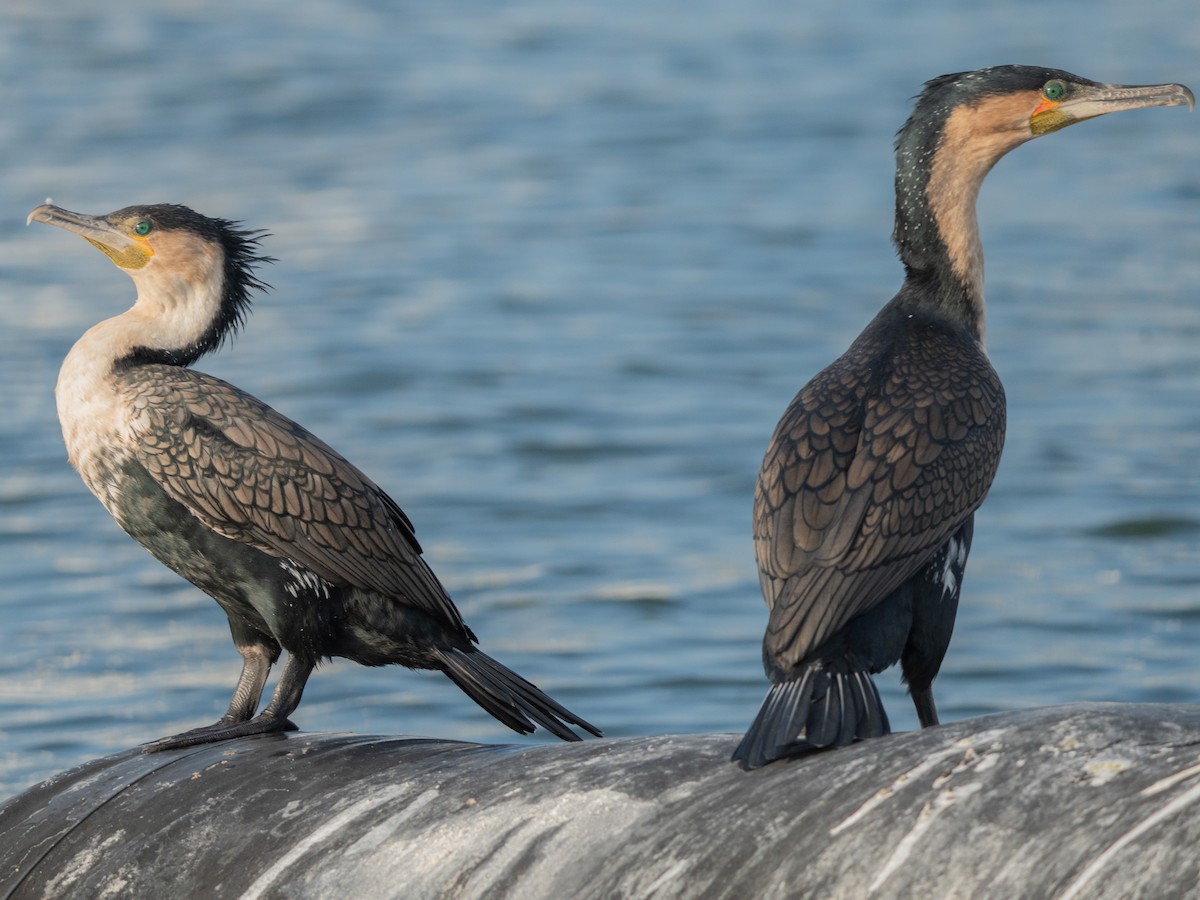 storskarv (lucidus) (hvitbrystskarv) - ML645771153