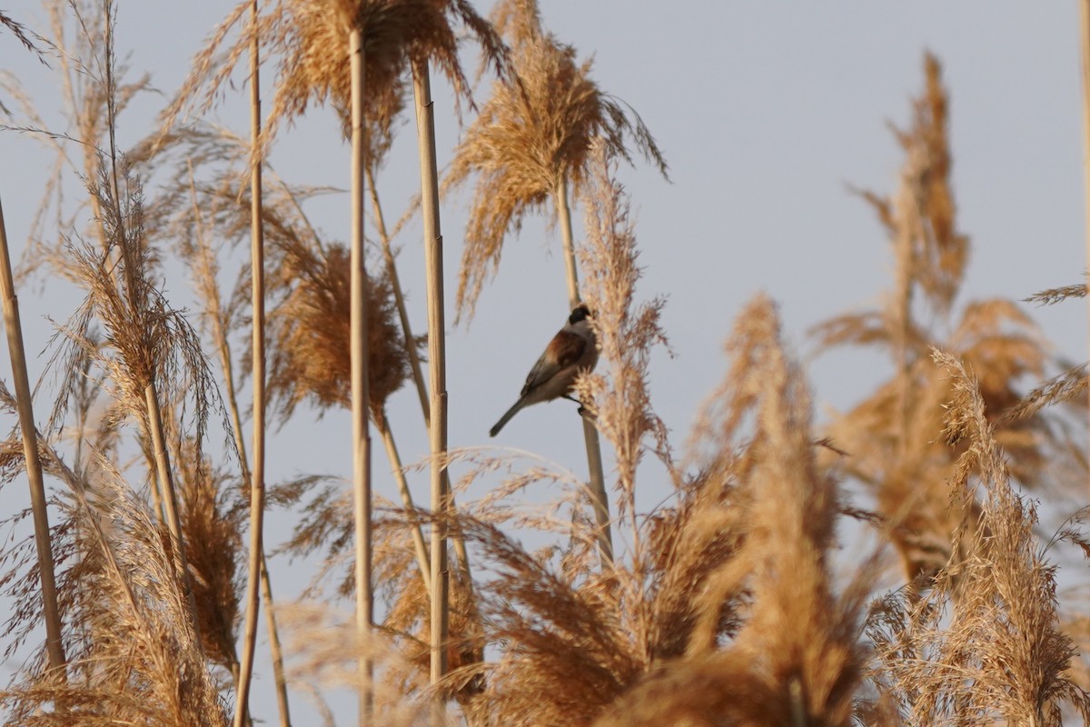 Eurasian Penduline-Tit - ML645771154