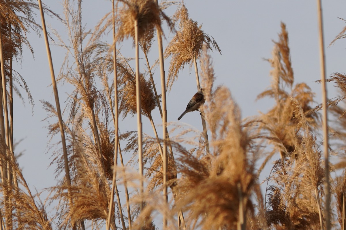 Eurasian Penduline-Tit - ML645771155