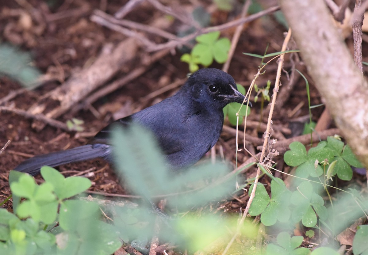 Slate-colored Boubou - ML645771156