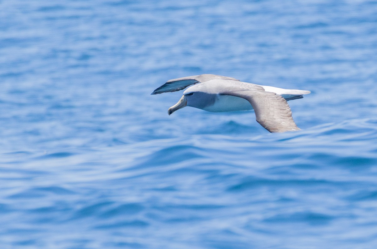 Salvin's Albatross - ML645771159